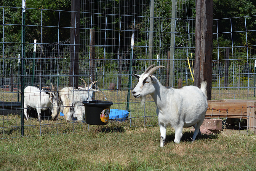 Sweetlix-Goat-Protein-Pail-Fenceline-2-web.jpg