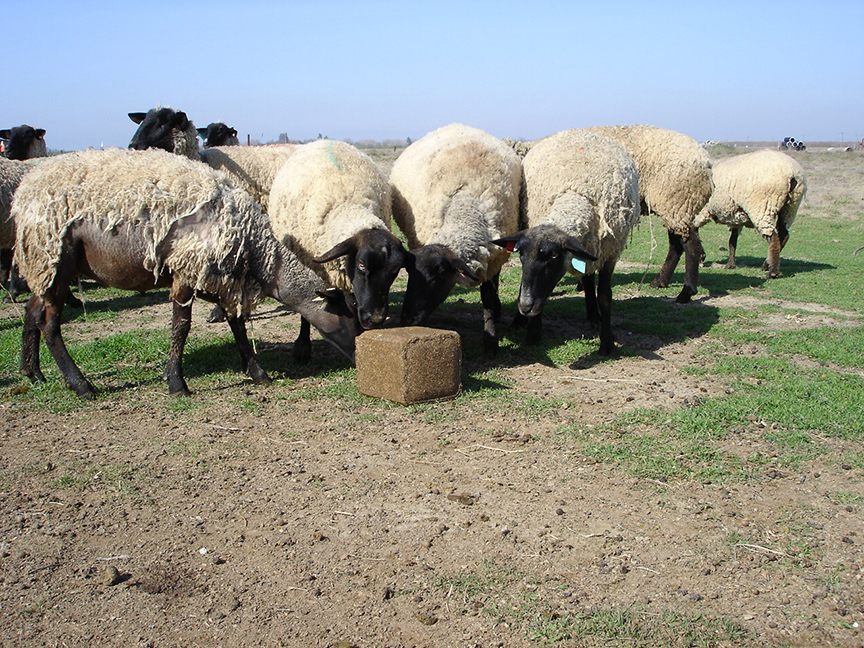 Sheep-Block-web.jpg
