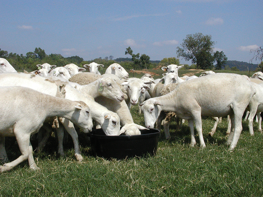Sheep-Poured-web.jpg