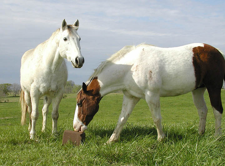 Equine