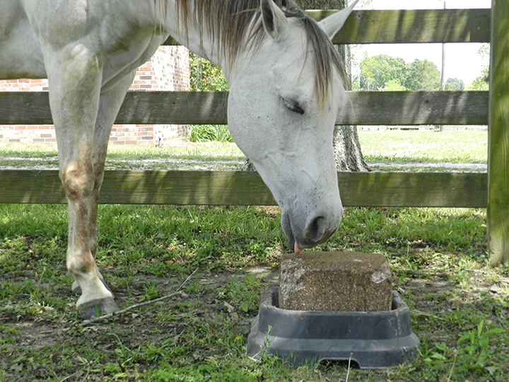 Equine-Block-Pen-web.jpg