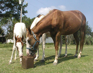 SLX-Equine Fly Control-web.jpg