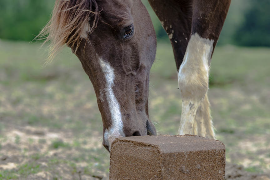 Equine-Pressed-web.jpg