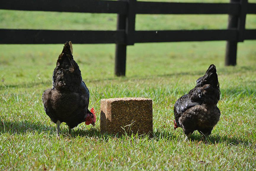 Poultry-Block-web.jpg