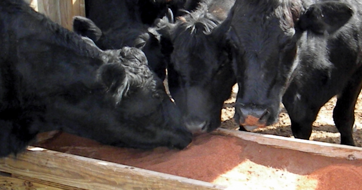 Sweetlix What prevents livestock from eating minerals