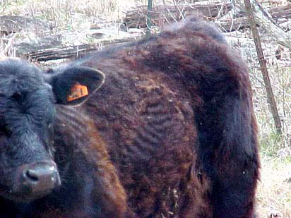 Sweetlix - Importance of copper for cattle fertility and health Sweetlix - Importance of copper for cattle fertility and health