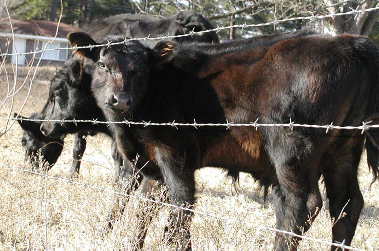 Sweetlix - Copper is key for cattle immunity Sweetlix - Copper is key for cattle immunity