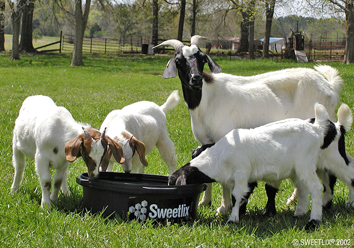 Goats&SLtub-web.jpg