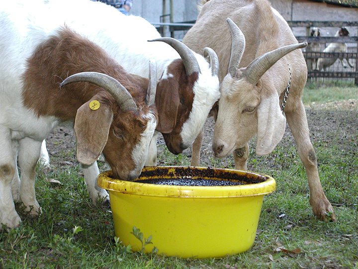 goats & yellow tub-web.jpg