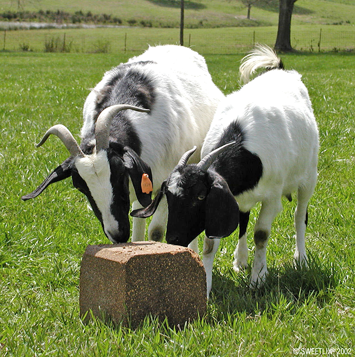 Sheep and Goats