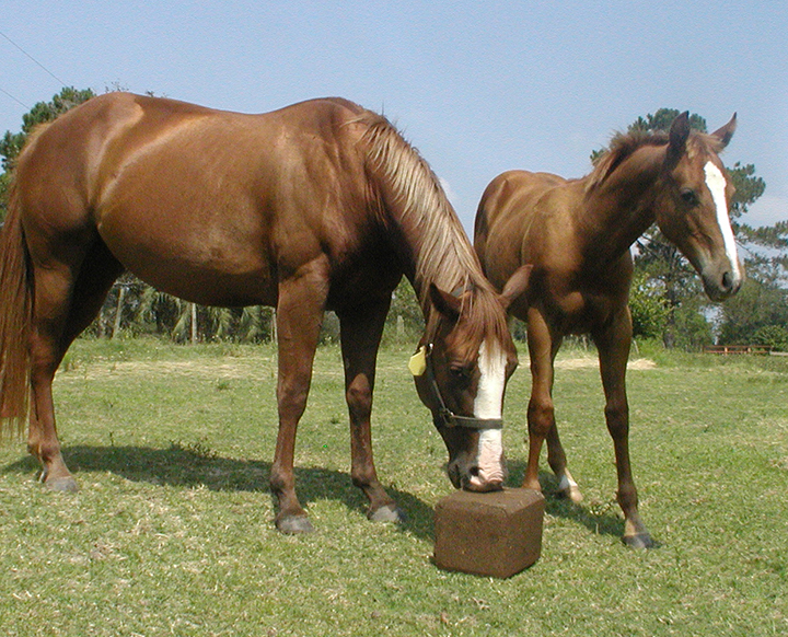 mare&foal w blk-web.jpg