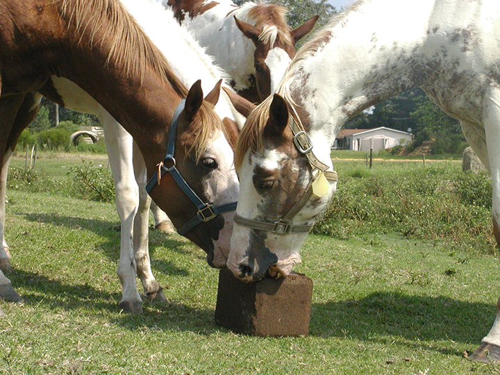 close-up mares w blk-web.jpg