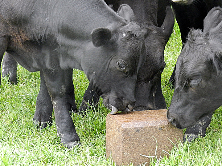 Calves-Licking-Pressed-Block-SLX-web.jpg