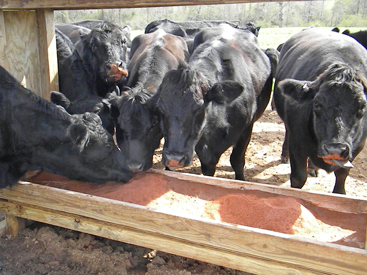 Cattle-Eating-Minerals-SLX-web.jpg