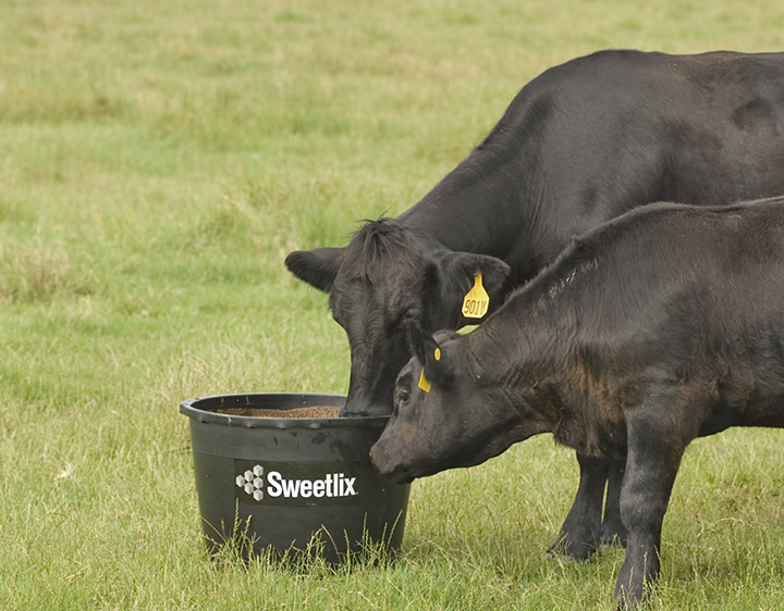 Cattle-on-Black-Tub-SLX-4-web.jpg