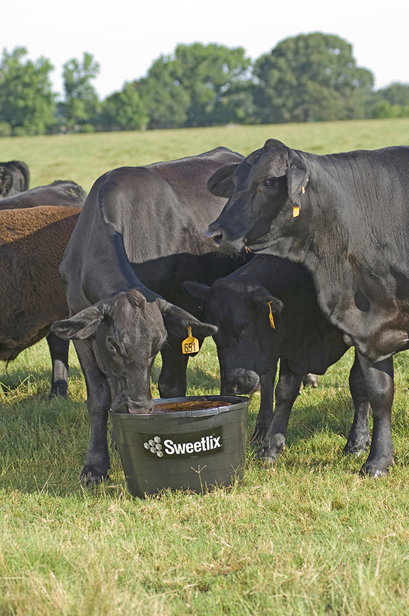 Cattle-on-Black-Tub-SLX-3-web.jpg