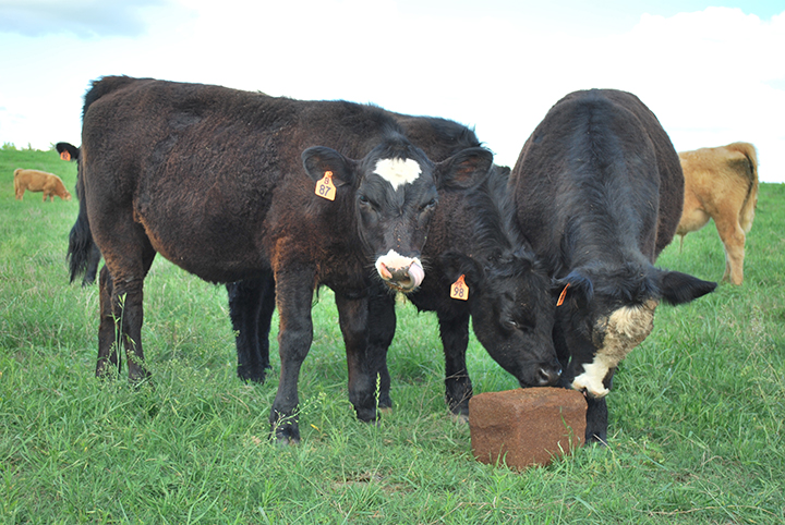Cattle