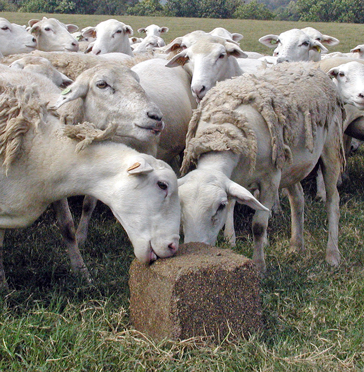 Sheep 037-web.jpg