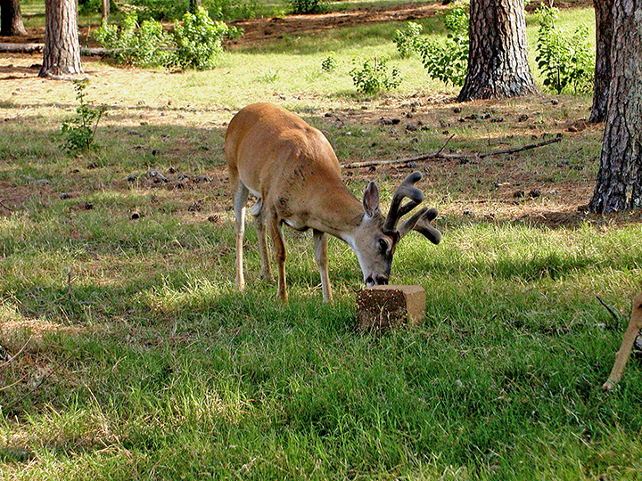 Wildlife