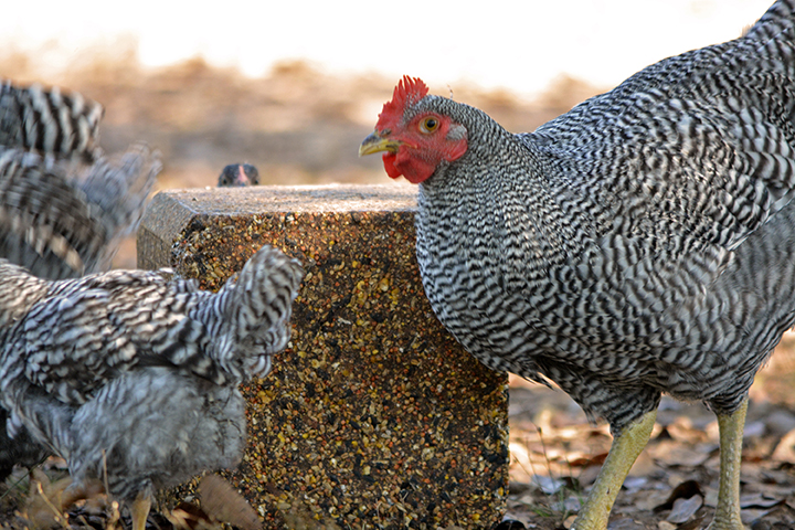 Chickens on Block-2.jpg