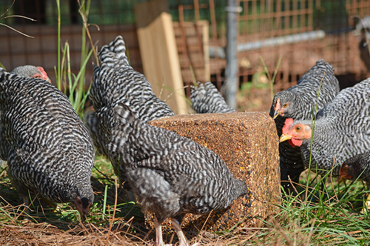 Poultry