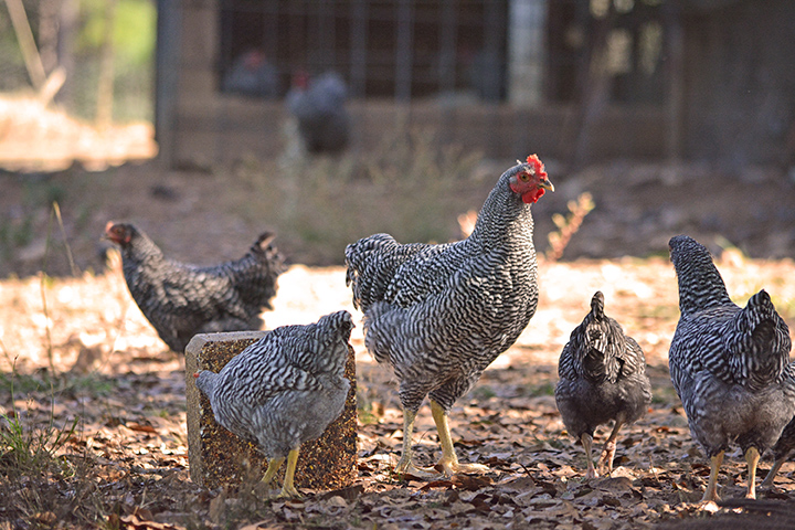 Chickens on Block-5.jpg