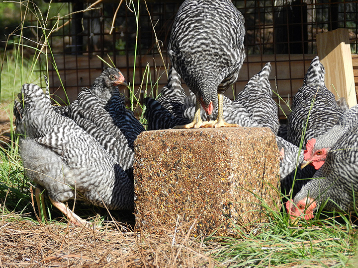 Chickens on Block-3.jpg