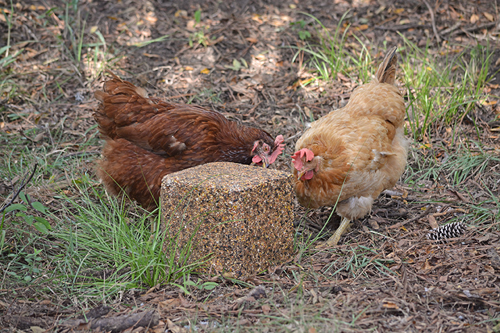 Chickens on Block-4.jpg