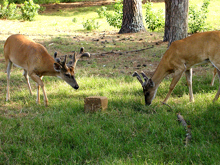 whitetail bucks on block.jpg