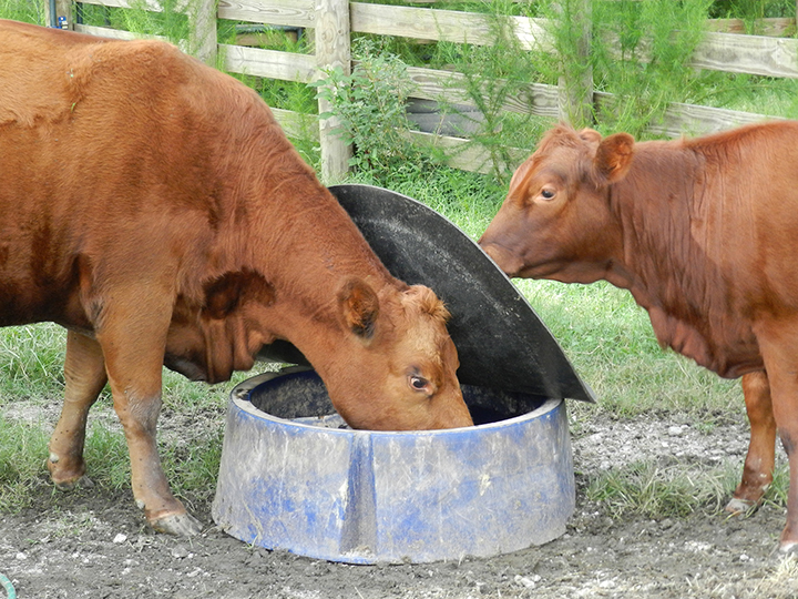 Sweetlix What prevents livestock from eating minerals