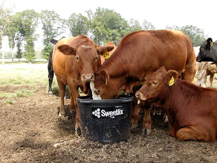 Sweetlix Protein important for maximum forage utilization