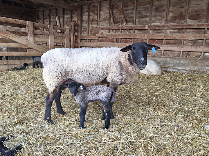 Sweetlix - Ketosis or pregnancy toxemia in the ewe Sweetlix - Ketosis or pregnancy toxemia in the ewe