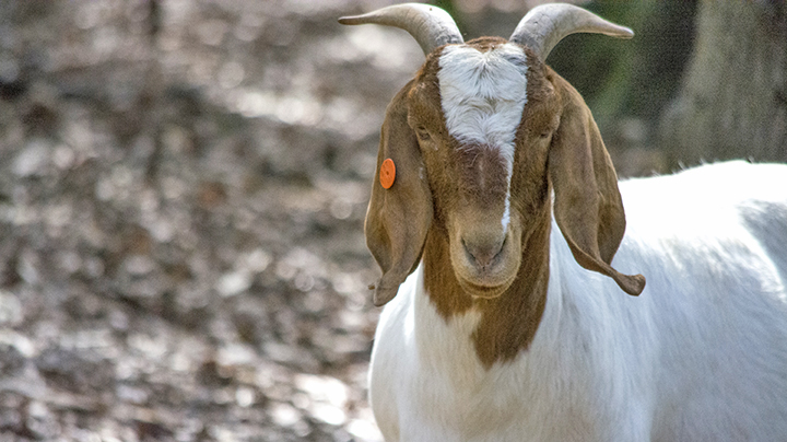 Sweetlix - The role of vitamin A in ruminant nutrition Sweetlix - The role of vitamin A in ruminant nutrition