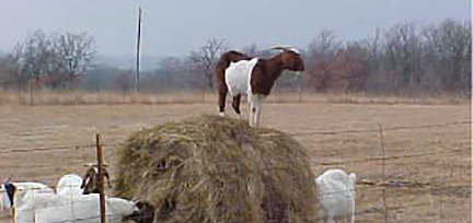 hay goats